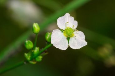 Alisma – fontes, benefícios para a saúde, nutrientes, usos e constituintes