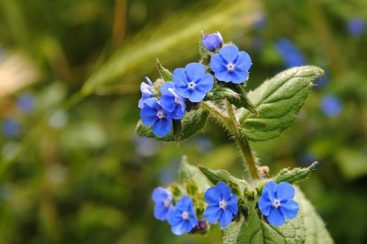 Alkanet – fontes, benefícios para a saúde, nutrientes, usos e constituintes