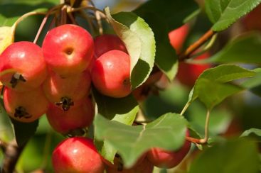 Maçã silvestre – fontes, benefícios para a saúde, nutrientes, usos e constituintes