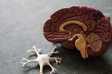 Doenças neurodegenerativas: uma etiologia comum e uma terapia comum