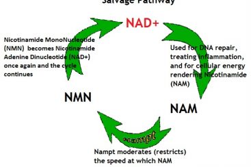 O mononucleotídeo de nicotinamida poderia realmente reverter o envelhecimento?