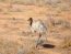 An image of an Emu Bird in Australia