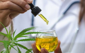 The hands of scientists dropping cannabis oil for experimenting and researching medicinal plants, ecology, marijuana, cbd oil, medicine from a glass bottle.