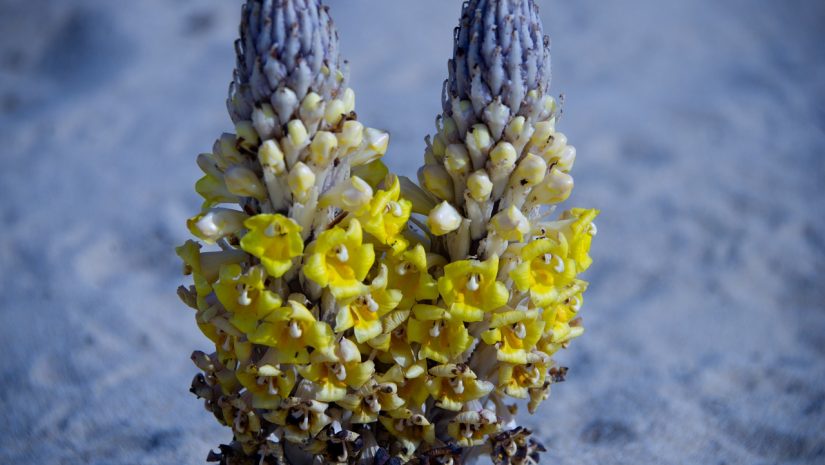 Cistanche: Para que serve, Tubulosa, Onde Comprar